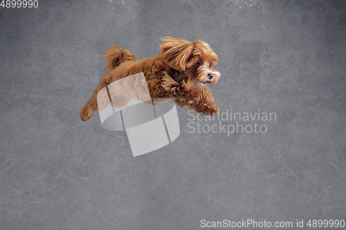 Image of Studio shot of Maltipu dog isolated on grey studio background