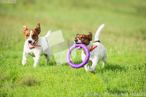 Image of Sportive dog performing during the lure coursing in competition