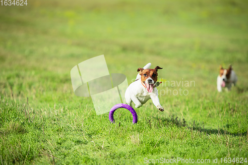 Image of Sportive dog performing during the lure coursing in competition