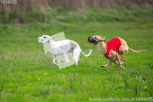 Image of Sportive dog performing during the lure coursing in competition