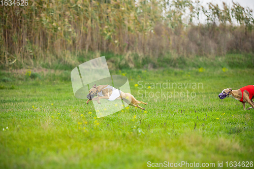 Image of Sportive dog performing during the lure coursing in competition