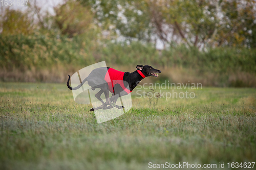 Image of Sportive dog performing during the lure coursing in competition