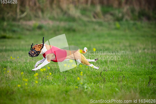 Image of Sportive dog performing during the lure coursing in competition