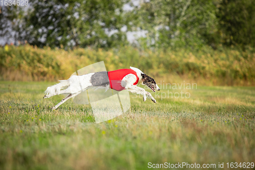 Image of Sportive dog performing during the lure coursing in competition
