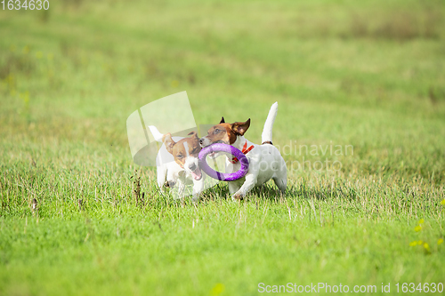 Image of Sportive dog performing during the lure coursing in competition