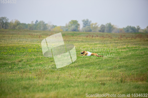 Image of Sportive dog performing during the lure coursing in competition