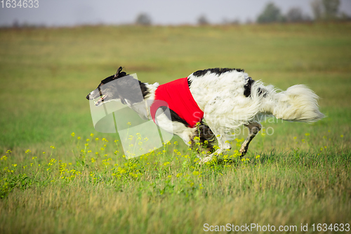 Image of Sportive dog performing during the lure coursing in competition