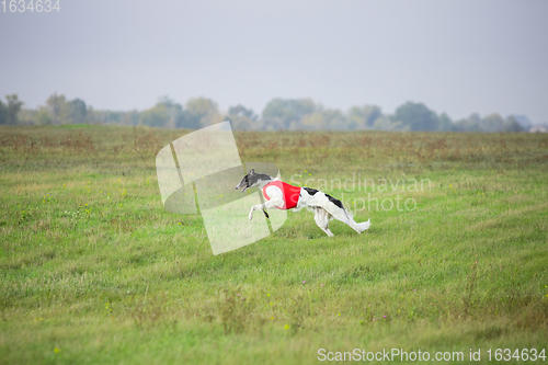 Image of Sportive dog performing during the lure coursing in competition