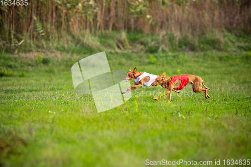 Image of Sportive dog performing during the lure coursing in competition