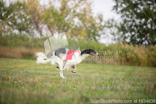 Image of Sportive dog performing during the lure coursing in competition