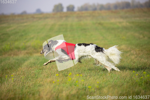 Image of Sportive dog performing during the lure coursing in competition