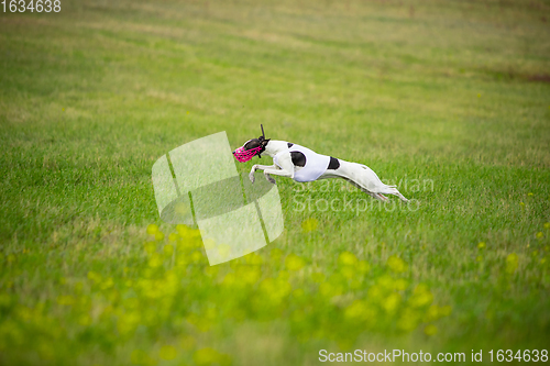 Image of Sportive dog performing during the lure coursing in competition