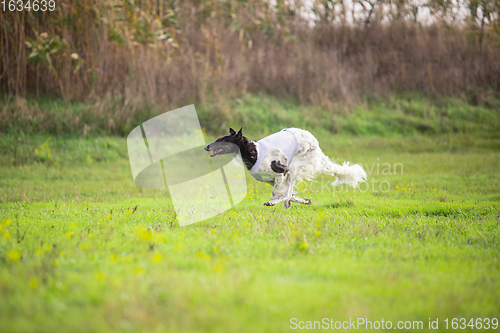 Image of Sportive dog performing during the lure coursing in competition