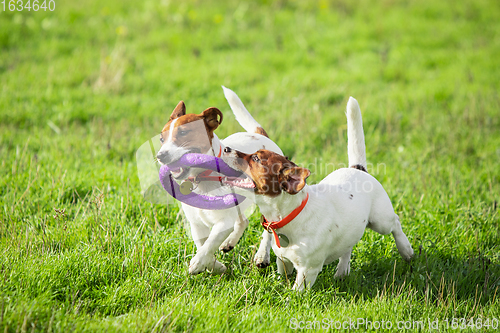 Image of Sportive dog performing during the lure coursing in competition