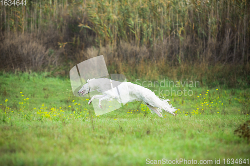 Image of Sportive dog performing during the lure coursing in competition