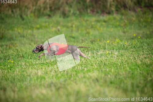 Image of Sportive dog performing during the lure coursing in competition