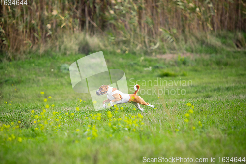 Image of Sportive dog performing during the lure coursing in competition