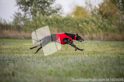 Image of Sportive dog performing during the lure coursing in competition