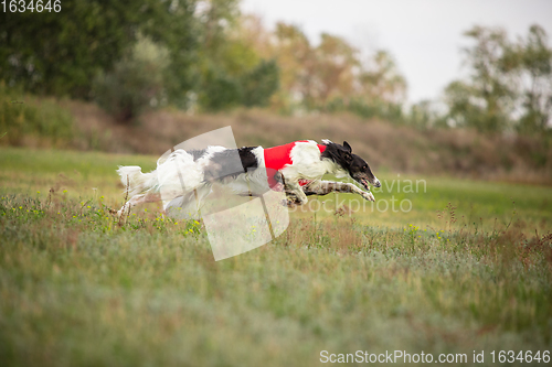 Image of Sportive dog performing during the lure coursing in competition