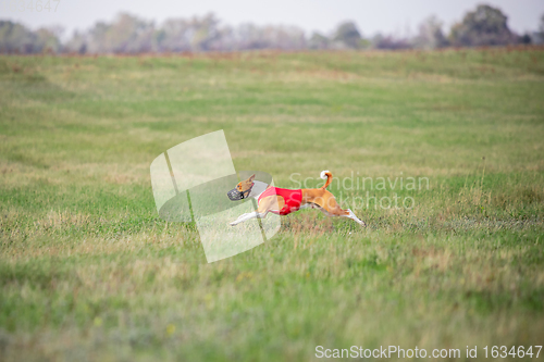 Image of Sportive dog performing during the lure coursing in competition