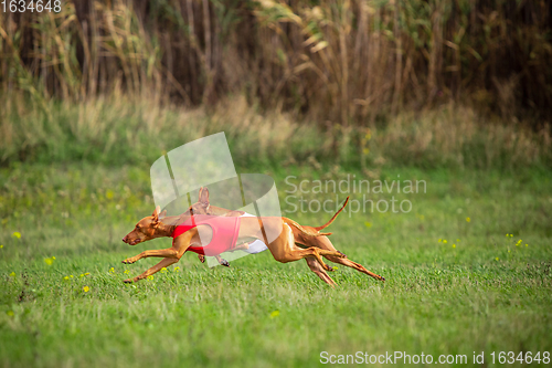 Image of Sportive dog performing during the lure coursing in competition