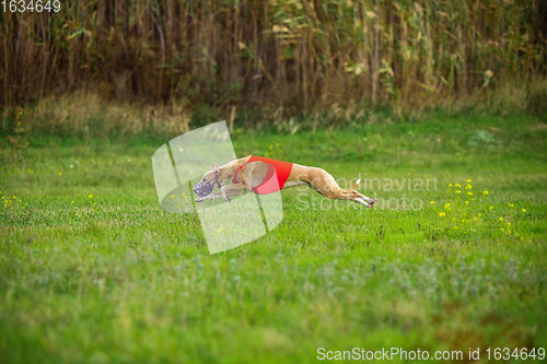 Image of Sportive dog performing during the lure coursing in competition