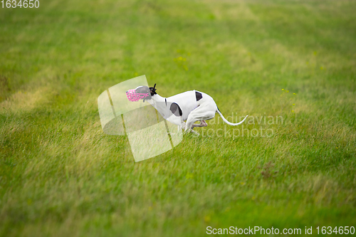 Image of Sportive dog performing during the lure coursing in competition