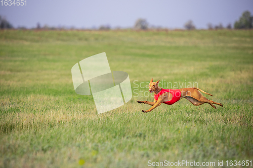 Image of Sportive dog performing during the lure coursing in competition