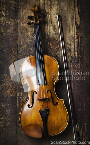 Image of Viola