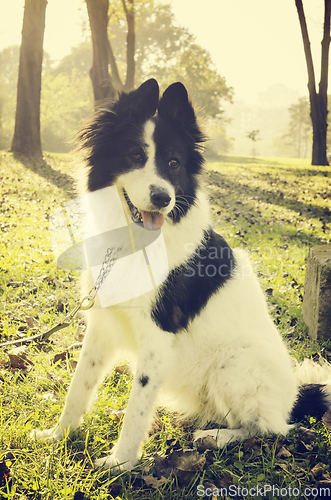 Image of Dog portrait