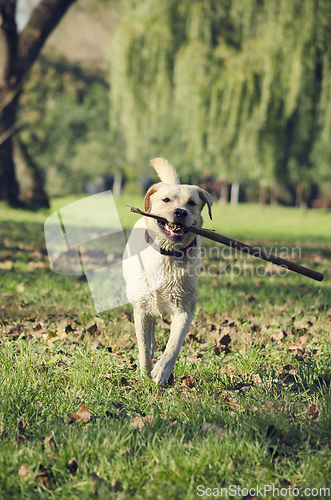 Image of Dog with stick