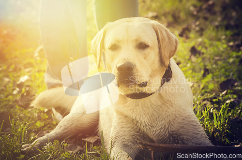 Image of Dog portrait