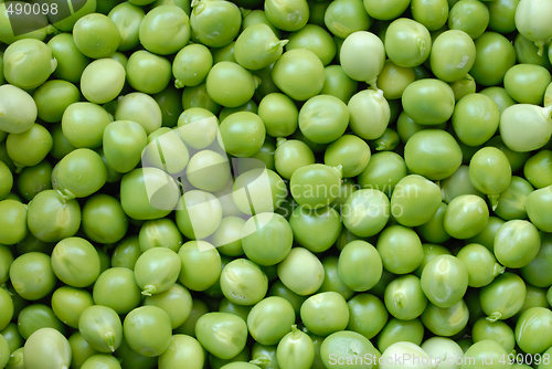 Image of Pea