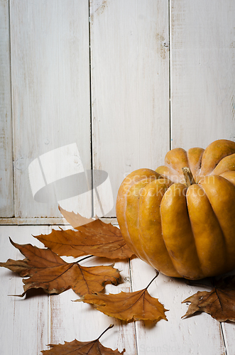 Image of Pumkin and maple leaves