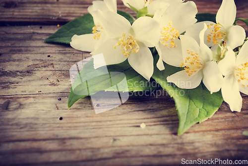 Image of Jasmine Flower