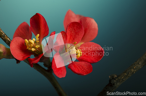 Image of Pink Flower