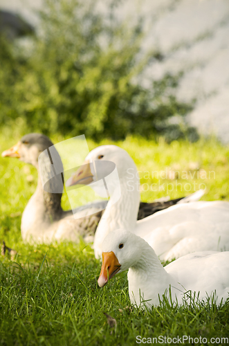 Image of Geese