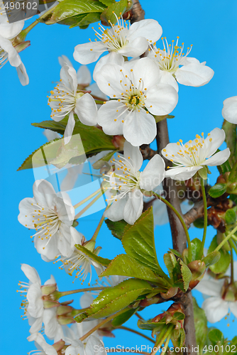 Image of Cherry Flowers