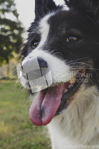 Image of Dog Portrait