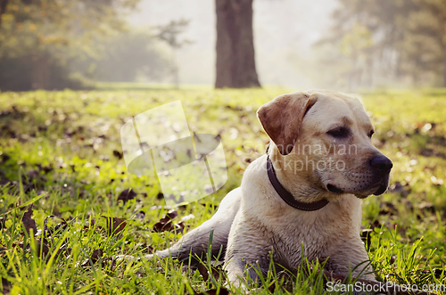 Image of Dog in the park
