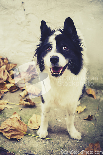 Image of Dog Portrait