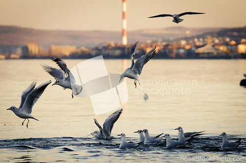 Image of Gulls