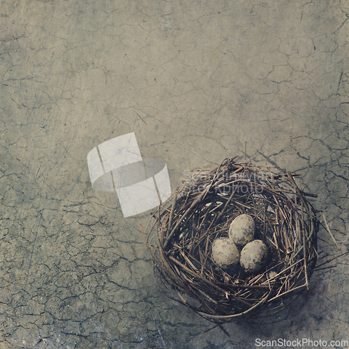 Image of Bird Nest