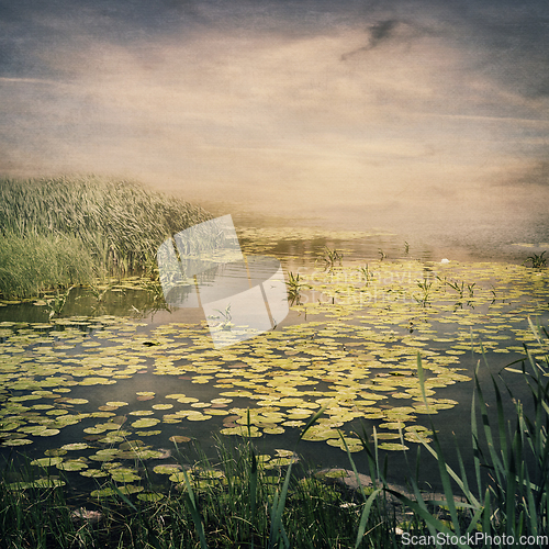 Image of Water Lily