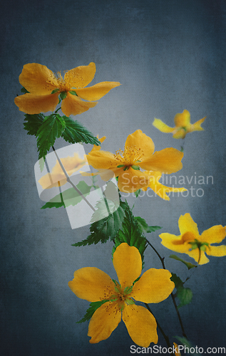 Image of Yellow Flowers