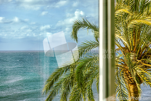 Image of palm behind the window