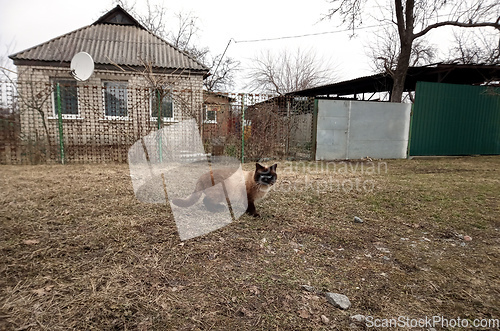 Image of beautiful cat is standing on the ground