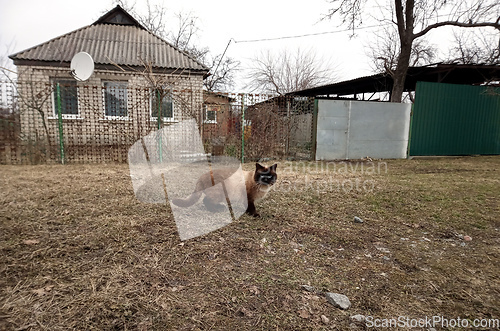 Image of beautiful cat is standing on the ground