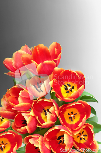 Image of Tulip Flowers for Spring Easter and Mothers Day