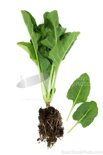 Image of Healthy Organic Spinach Plant Root and Leaves